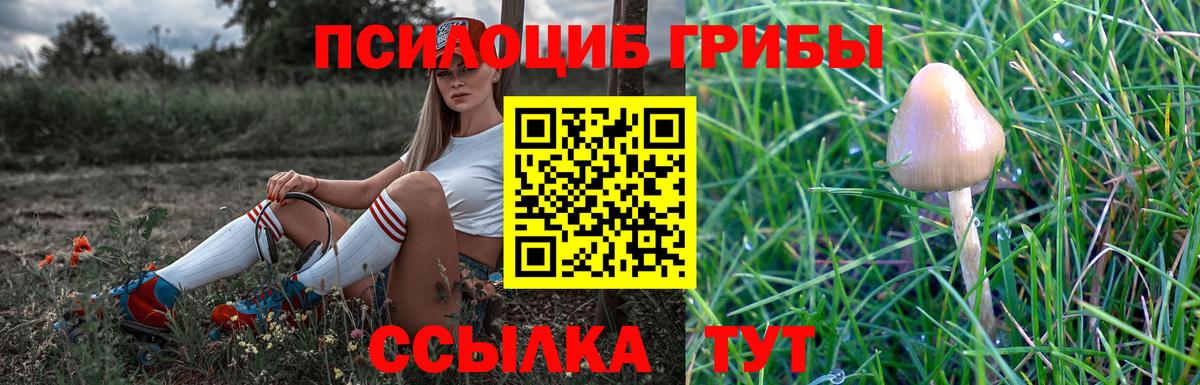 Псилоцибиновые грибы Cubensis Каменка